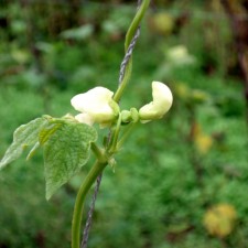 Cultivo en fase de floración