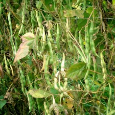 Cultivo en fase de crecimiento